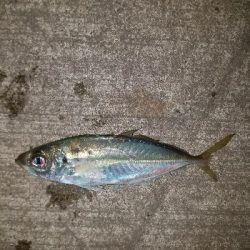 スズキ釣り　～代わりにアジメバル～