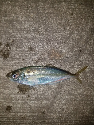 スズキ釣り　～代わりにアジメバル～