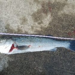 スズキ釣り ~63センチ、隻眼のハネ~