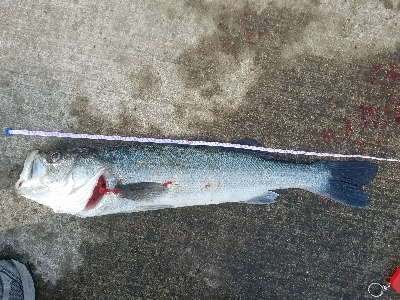 スズキ釣り ~63センチ、隻眼のハネ~