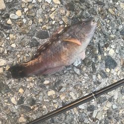 メバル・ガシラ