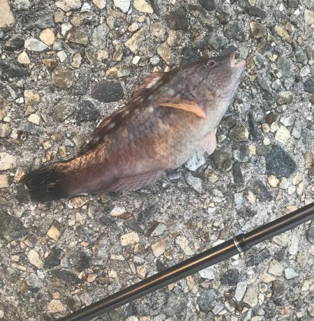 メバル・ガシラ