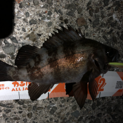 メバルの楽園は裏切らない