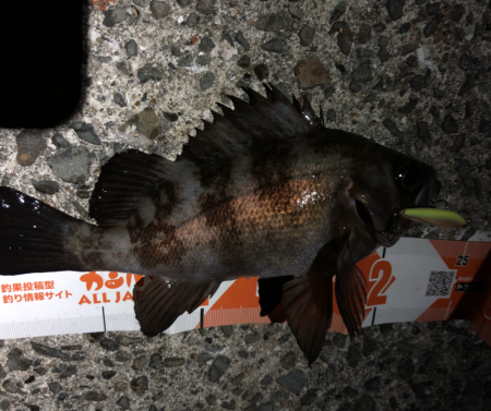 メバルの楽園は裏切らない