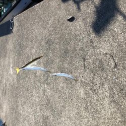 本日も大量カマス