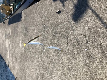 本日も大量カマス