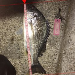 シーバス狙ってキビレがヒット