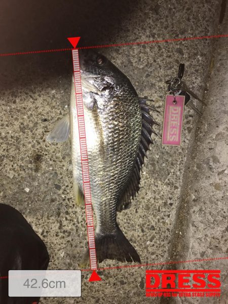 シーバス狙ってキビレがヒット