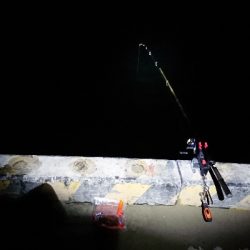 マアジからの丸アジ❗