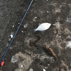 岸和田一文字でカレイ!