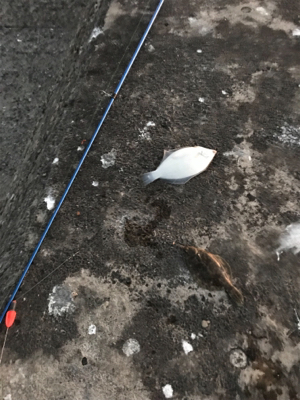 岸和田一文字でカレイ!