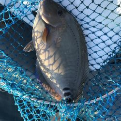 串本大島えり丸さんにて