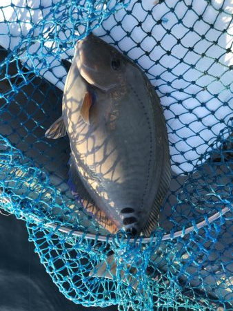 串本大島えり丸さんにて