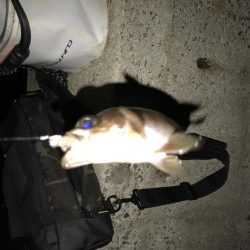 寒いけど夜釣り