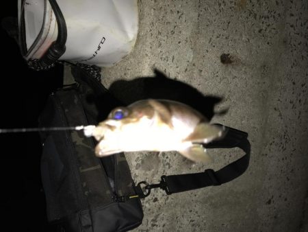 寒いけど夜釣り