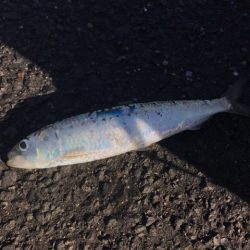 年明けの初釣でマイワシ。