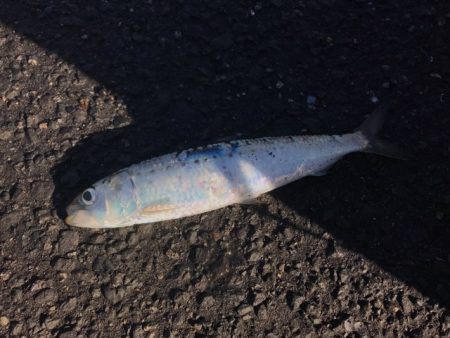 年明けの初釣でマイワシ。