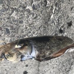 今年初のエギング