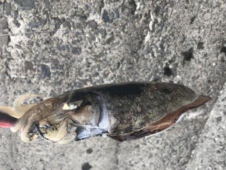 今年初のエギング