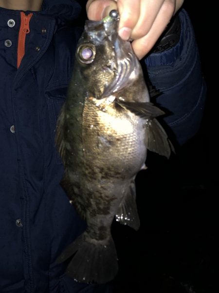 関門メバル 修行