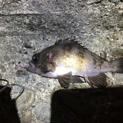 ひたすらプラグ縛り