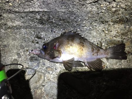 ひたすらプラグ縛り