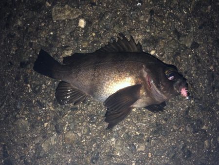 日が落ちてすぐ表層でヒット、時合い短かし。…