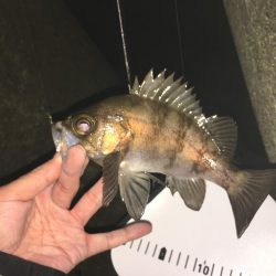 初釣りはメバル、ガシラでスタート