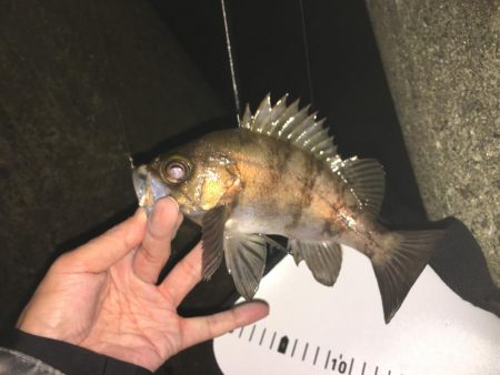 初釣りはメバル、ガシラでスタート