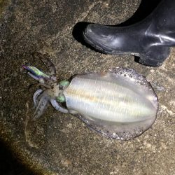 アオリイカ 大量