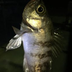 ナイトメバリング