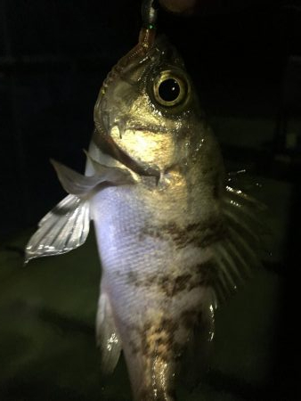 ナイトメバリング