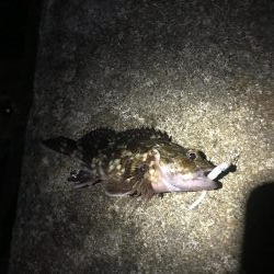 メバルに逢いたくて