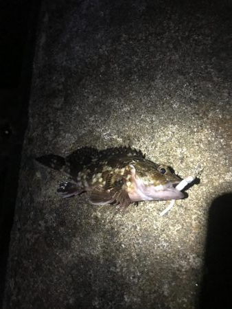 メバルに逢いたくて