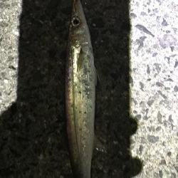 ライトタックルにて