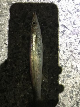 ライトタックルにて