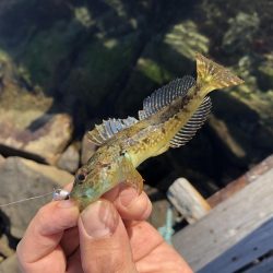 久しぶりの釣り