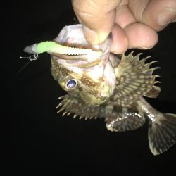 2019も癒しのガッシー