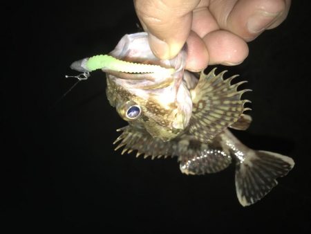 2019も癒しのガッシー