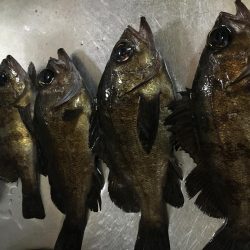 メバリング釣行