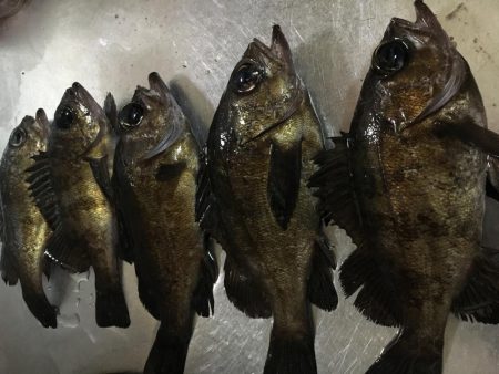 メバリング釣行