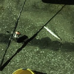 アジングでカマス