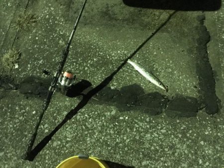 アジングでカマス