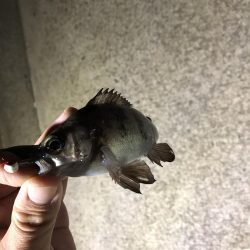 夜釣りでメバリング