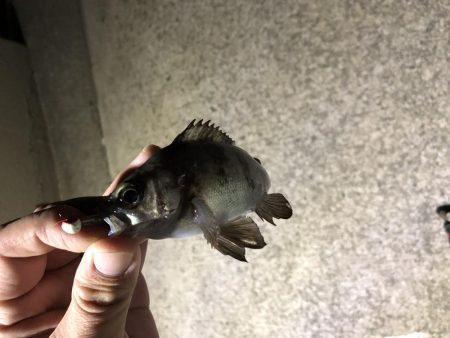 夜釣りでメバリング