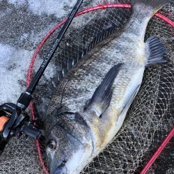 初クロダイゲーム