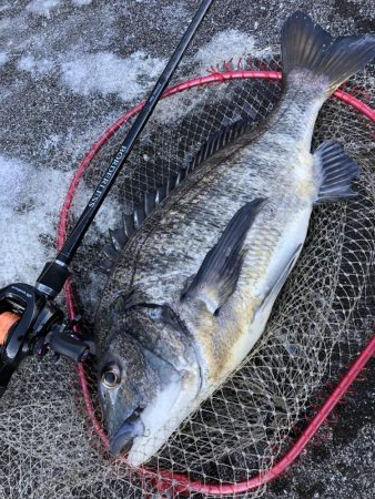 初クロダイゲーム