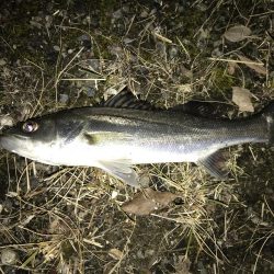 魚も寒いのか同じ場所に溜まってる