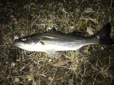 魚も寒いのか同じ場所に溜まってる