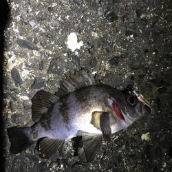 まったりメバル